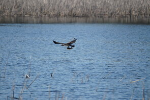 Fischadler auf Beutefang, Foto: Frank Kuba, Lizenz: Naturschutzfonds Brandenburg