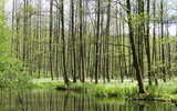 Waldbodenblüte, Foto: Y.Huber, Lizenz: Y.Huber