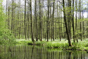 Waldbodenblüte, Foto: Y.Huber, Lizenz: Y.Huber