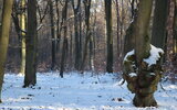 Winterlicher Buchenhain, Foto: Carolin von Prondzinsky, Lizenz: Naturschutzfonds Brandenburg